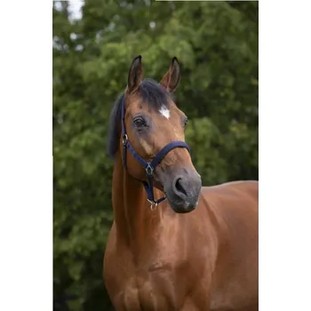 Ohlávka NORTON Nylon Neopren tmavě modrá COB