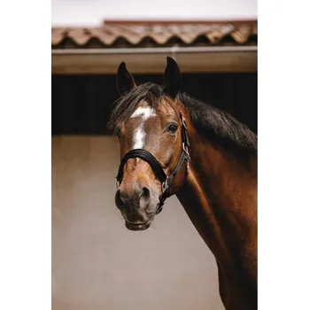 Ohlávka EQUITHEME Jacquard black PONY