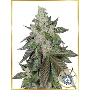 Semeno Mr. Hide Seeds - Mr. White Widow + 1 ks