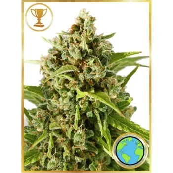 Semeno Mr. Hide Seeds - Mr. Mother Earth 3 ks