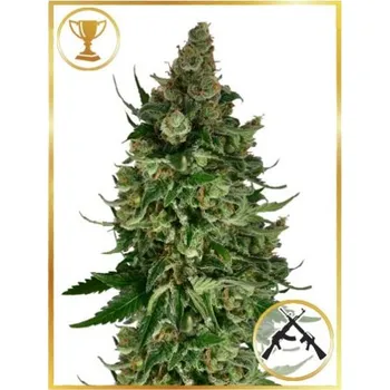 Semeno Mr. Hide Seeds - Mr. Original AK 3 ks