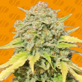 Semeno Original Sensible Seeds - Zkittlez 3 ks