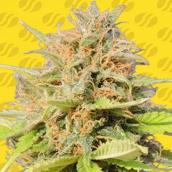 Semeno Original Sensible Seeds - Girl Scout Cookies Auto 3 ks