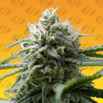 Semeno Original Sensible Seeds - Gorilla Zkittlez Fast 1 ks