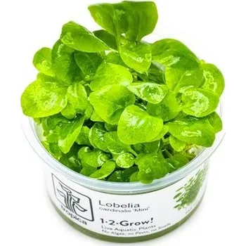 Dekorace do akvária Tropica Lobelia cardinalis mini invitro