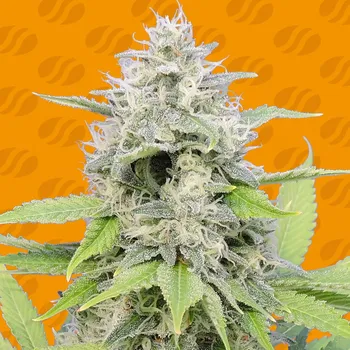 Semeno Original Sensible Seeds - Gorilla Zkittlez (Zkittzy Gorilla) 1 ks