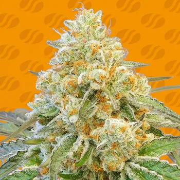 Semeno Original Sensible Seeds - Do-Si-Dos OG 1 ks