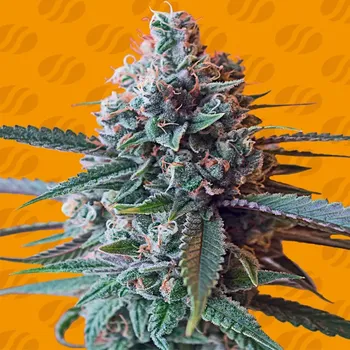 Semeno Original Sensible Seeds - Slapz 3 ks