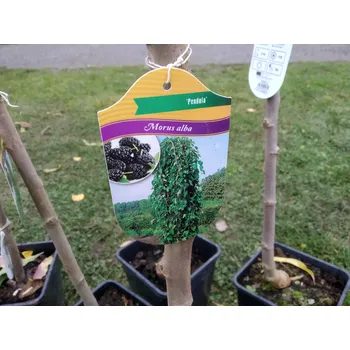 Sazenice Moruše převislá na kmínku - Morus alba 'Pendula' 6 l