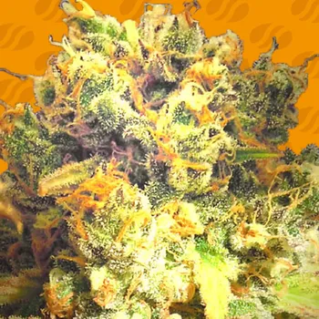 Semeno Original Sensible Seeds - Dr. Bruce Banner CBD 1 ks