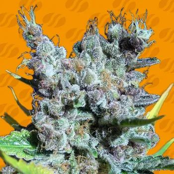 Semeno Original Sensible Seeds - Runtz Gum 1 ks