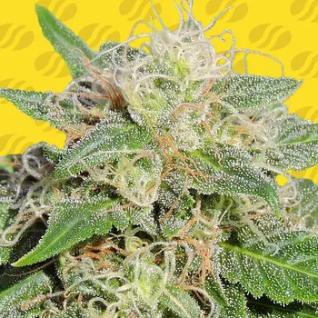 Semeno Original Sensible Seeds - Super Auto Lemon Haze 5 ks