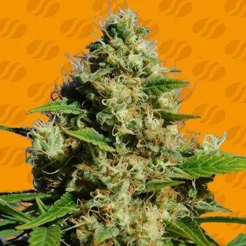 Semeno Original Sensible Seeds - Banana Sherbet 1 ks