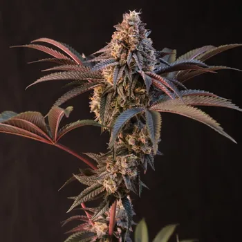 Semeno Fast Buds - Lemon Cherry Runtz 1 ks