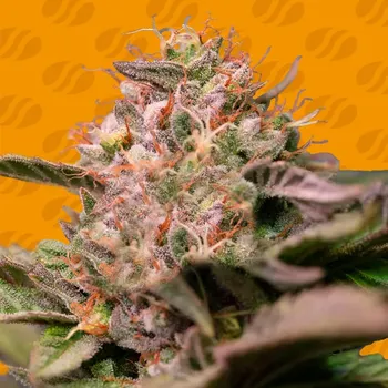 Semeno Original Sensible Seeds - Trop Cherry 1 ks