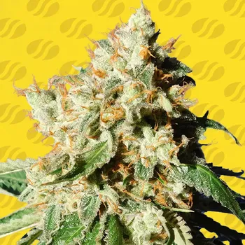 Semeno Original Sensible Seeds - Blueberry Cookies Auto 3 ks