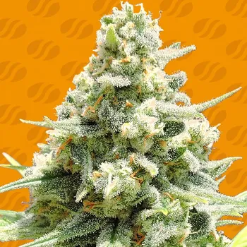 Semeno Original Sensible Seeds - Amnesia Lemon Kush 1 ks