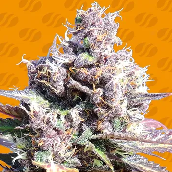 Semeno Original Sensible Seeds - Gelato 3 ks