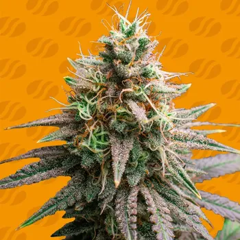 Semeno Original Sensible Seeds - Tiramisu 3 ks