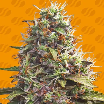 Semeno Original Sensible Seeds - Pellezino Cookies 1 ks