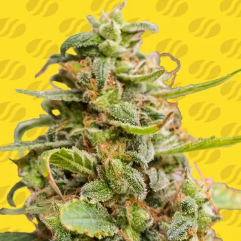 Semeno Original Sensible Seeds - White Crystal Meth Auto 3 ks