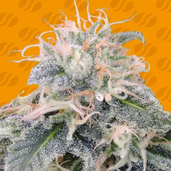 Semeno Original Sensible Seeds - Black Ghost OG 1 ks