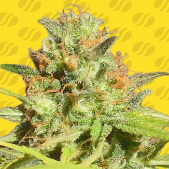 Semeno Original Sensible Seeds - Zkittlez Auto 1 ks