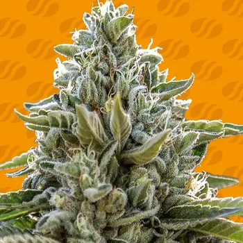 Semeno Original Sensible Seeds - Frosted Guava 3 ks
