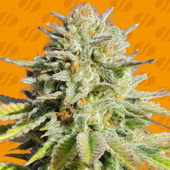 Semeno Original Sensible Seeds - Gorilla Glue #4 1 ks