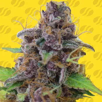 Semeno Original Sensible Seeds - Gelato Auto 3 ks