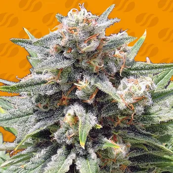 Semeno Original Sensible Seeds - Cheese XXL 5 ks