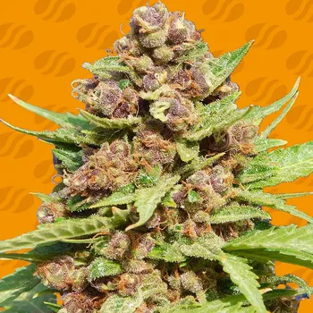 Semeno Original Sensible Seeds - Purple Punch Cookies 1 ks