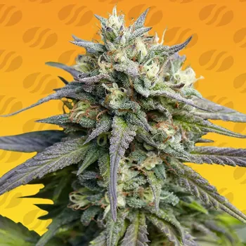 Semeno Original Sensible Seeds - Strawberry Banana Fast 3 ks