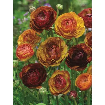 Semeno Lukon Glads Ranunculus paeniflorus PICOTEE CAFE - pryskyřník pivoňkovitý