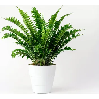 Sazenice Blechnum Gibbum silver lady střední