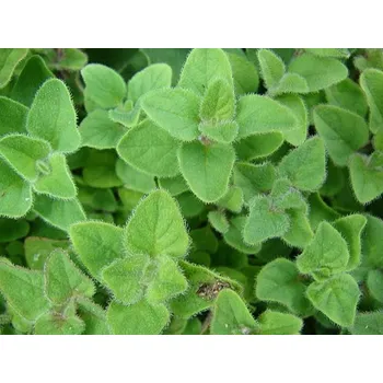 Semeno Majoránka zahradní Balení: kontejner p14