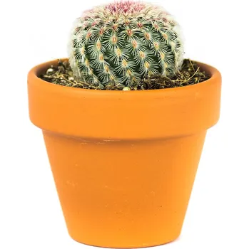 Gardners Echinocereus Rubrispinus, průměr 6 cm Kaktus