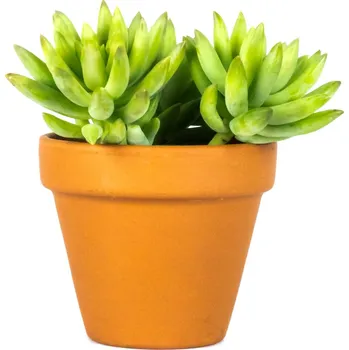 Gardners Sedum Morganianum Magnum, průměr 6 cm Rozchodník, opičí ocásek