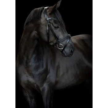 Catago Uzdečka Torina CATAGO, černá COB