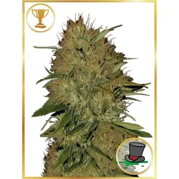 Semeno Mr. Hide Seeds - Mr. Jack Mass 3 ks