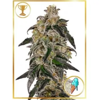 Semeno Mr. Hide Seeds - Mr. Gelato Ice 3 ks