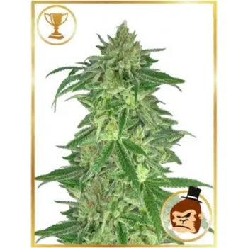 Semeno Mr. Hide Seeds - Mr. Gorilla Cream 1 ks