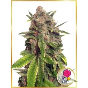 Semeno Mr. Hide Seeds - Mr. Big Candy 1 ks