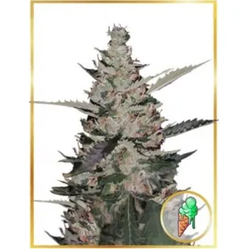 Semeno Mr. Hide Seeds - Auto Gelato Ice 5 ks