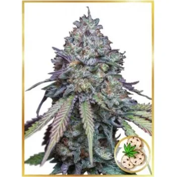 Semeno Mr. Hide Seeds - Auto Girl Scout Cookies 1 ks