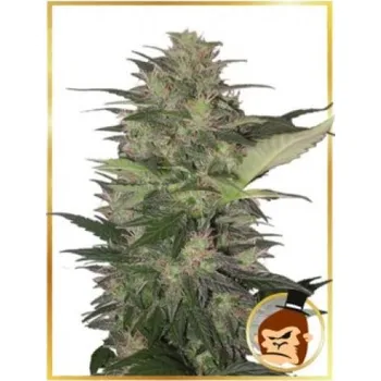 Semeno Mr. Hide Seeds - Auto Gorilla Cream 1 ks