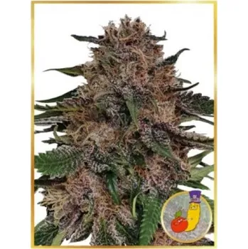 Semeno Mr. Hide Seeds - Mr. + Runtz 1 ks