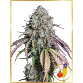 Semeno Mr. Hide Seeds - Auto Runtz 1 ks