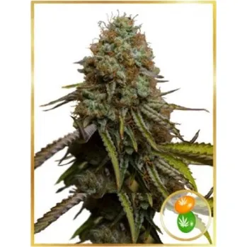 Semeno Mr. Hide Seeds - Auto Zkittlez 3 ks
