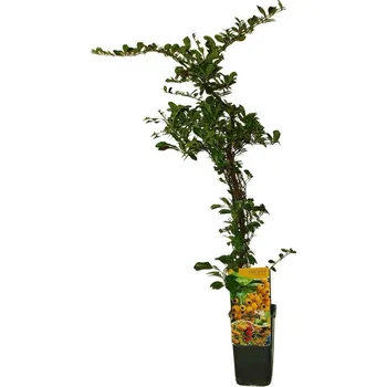 Sazenice Pyracantha golden charmer - ohnivec
